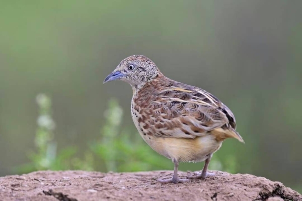 دعوات علمية لإعادة توطين طائر نادر وسط مخاوف من انقراضه بالمغرب