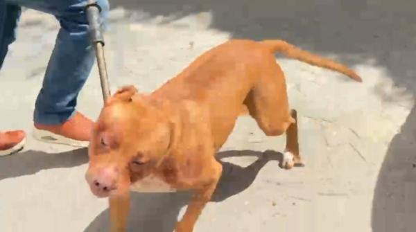 فاجعة في طنجة.. كلاب تفتك بمربيها داخل منزله