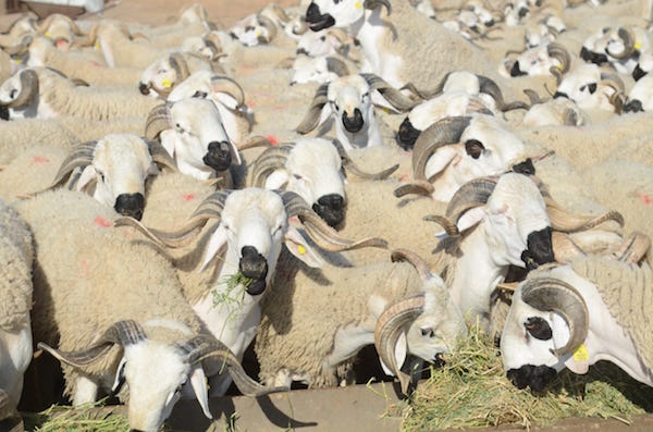 MOUTONS_ADL_2